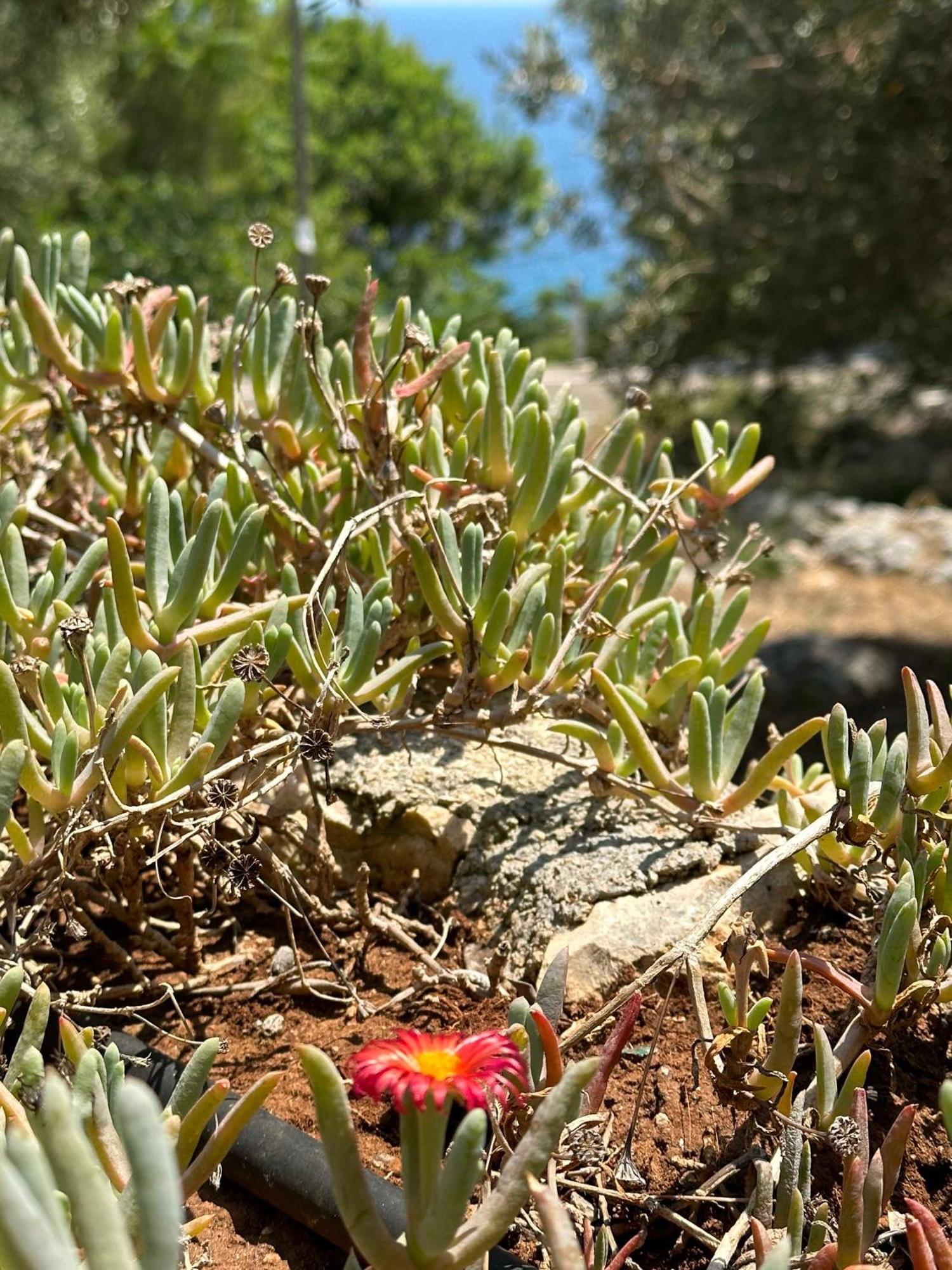 Villetta Dagre Fronte Mare Marittima Exterior foto